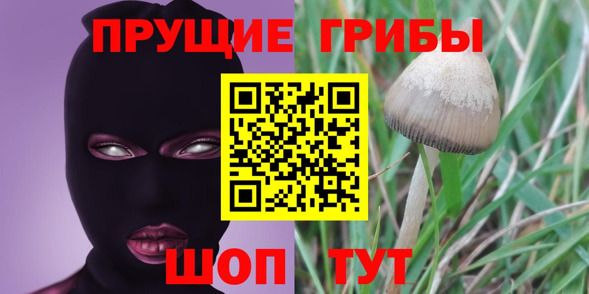 Красноярск  где найти   Вход с VPN  Псилоцибиновые грибы GOLDEN TEACHER 